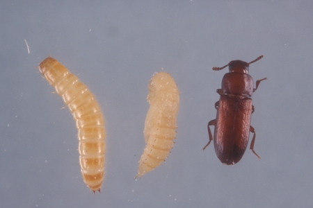 A red flour beetle and larvae.