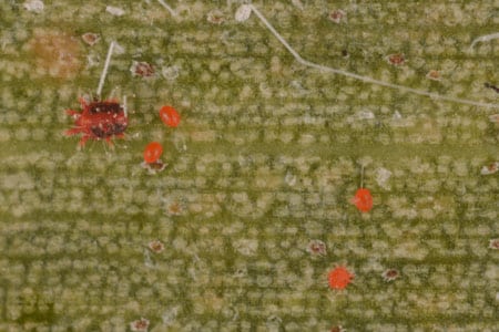 Red palm mites