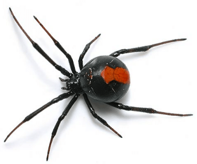 Redback Spider