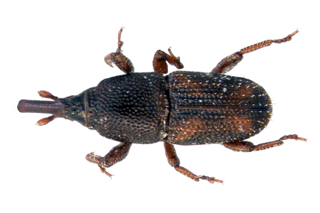 A rice weevil.