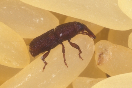 A rice weevil on rice.