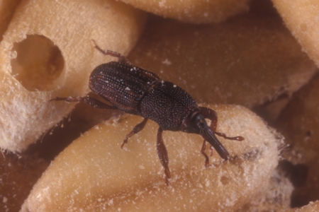 A rice weevil.
