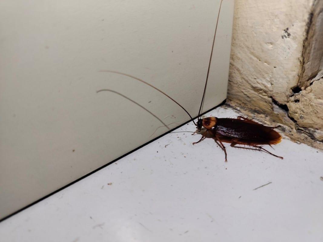 Large cockroach crawling on the floor