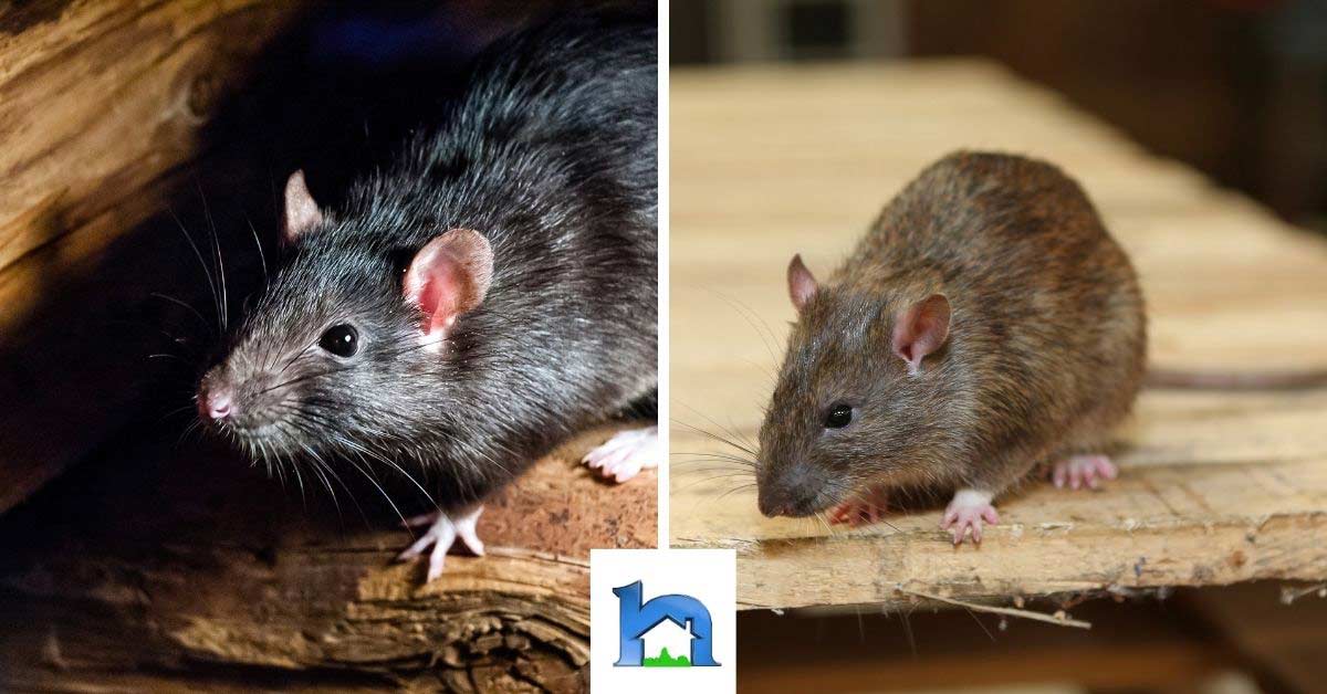 What is a roof rat? Identification of the common rat