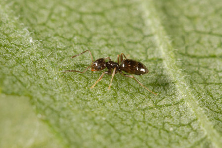 A rover ant on a leaf.