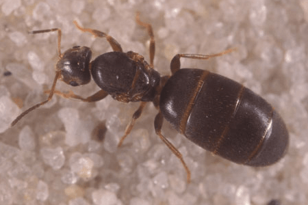 Closeup of a rover ant.