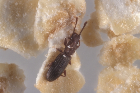 A sawtoothed grain beetle.