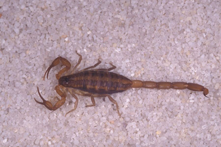 A scorpion.