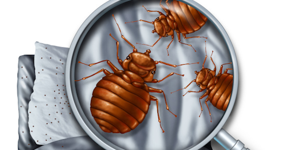 Bed bug treatment 