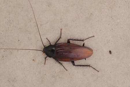 A smokey brown cockroach