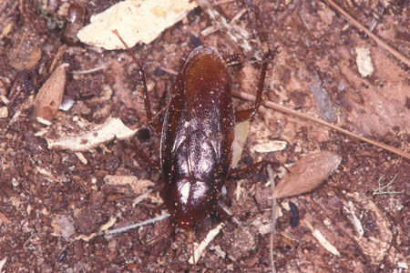 A smokey brown roach.
