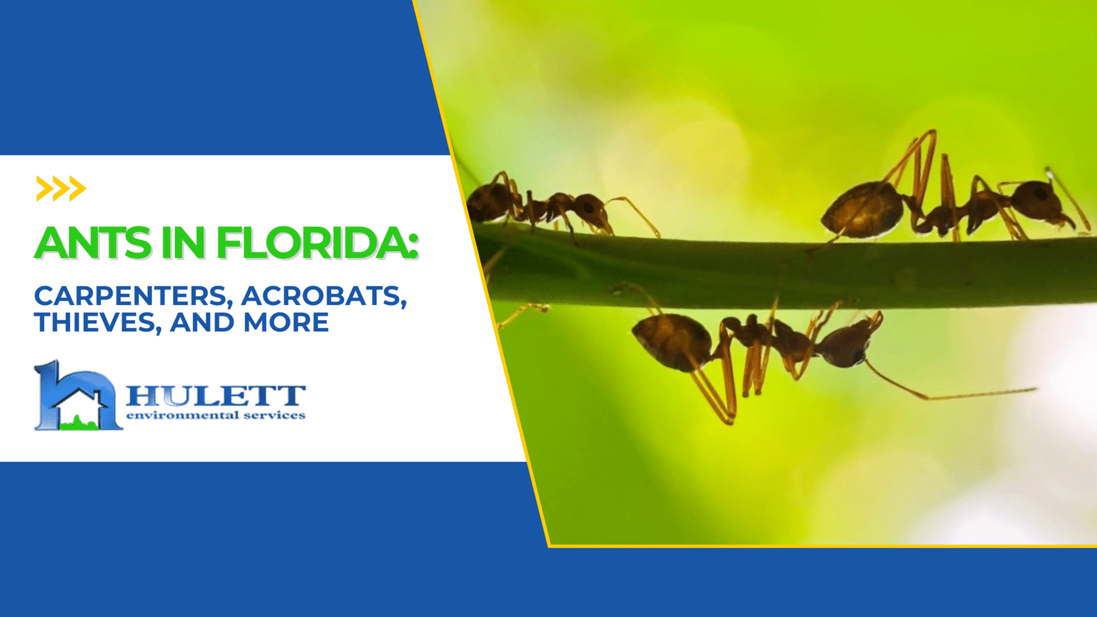 Group of red ants crawling on a branch of a green leaf with Hulett Environmental branded logo.