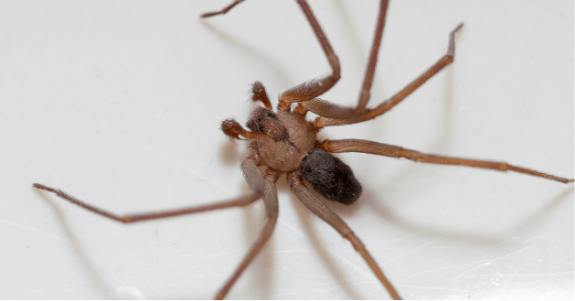 A south Florida recluse spider.