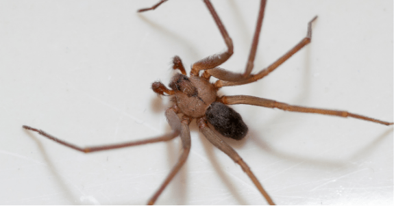 Spiders  Facts & Identification, Control & Prevention