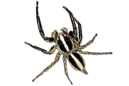 Spider Identification South Florida