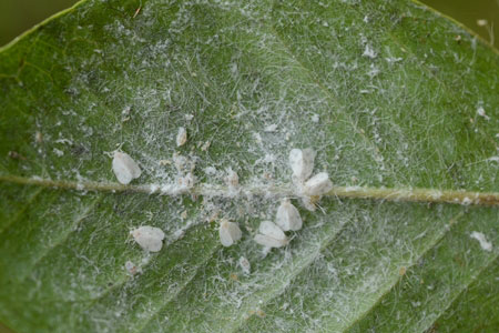Spiral whiteflies on a leaf.