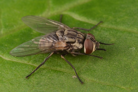 A stable fly on a leaf.
