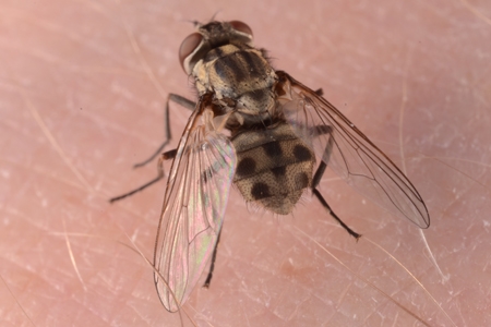 A closeup of a stable fly on skin.