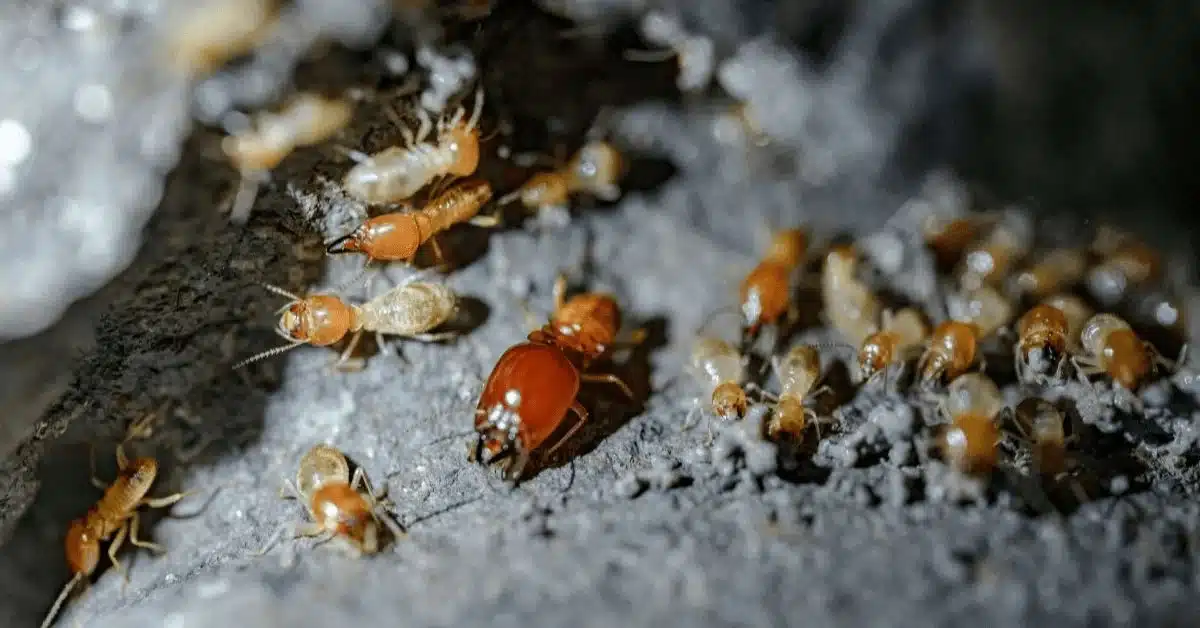 Subterranean termites.