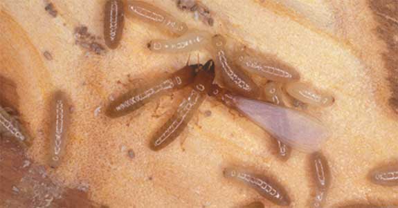 A swarm of termites.
