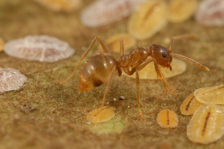 A tawny crazy ant.
