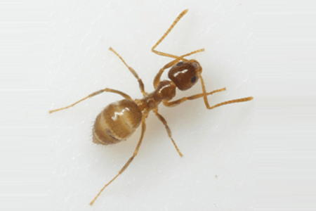 Tawny crazy ant.