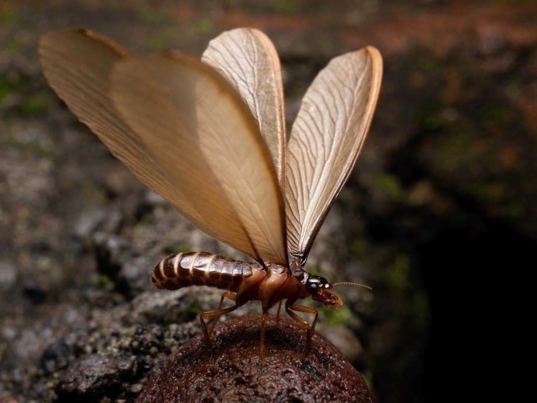 Termite alate spreads its wings before taking flight.
