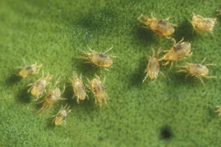 Two-spotted spider mites.