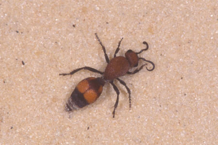 A velvet ant.