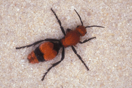 A velvet ant.