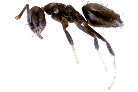 A white-footed ant.