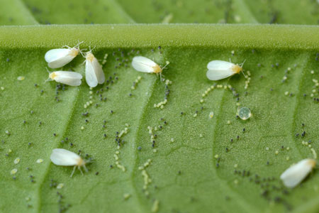 Several whiteflies on a leaf.