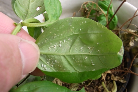 Whiteflies on a leaf.