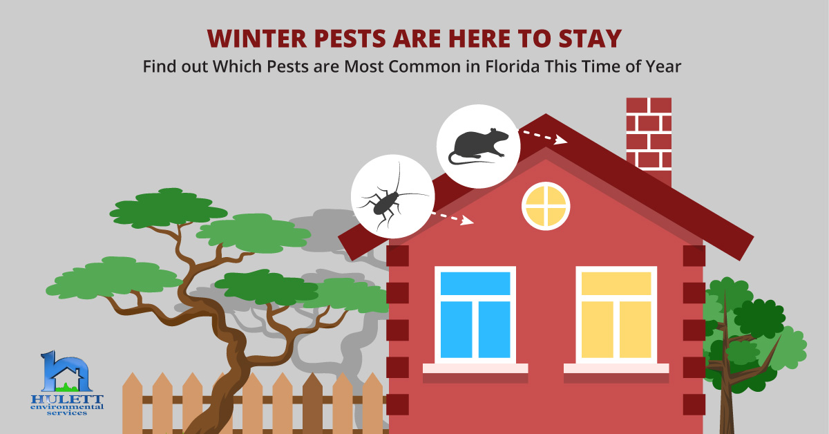 "Winter pests are here to stay, find out which pests are most common in Florida this time of year.