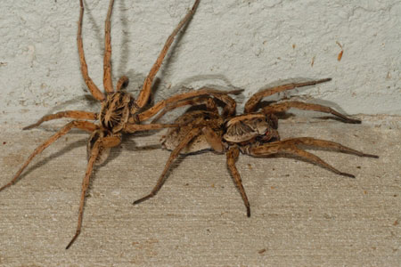 Wolf spiders.