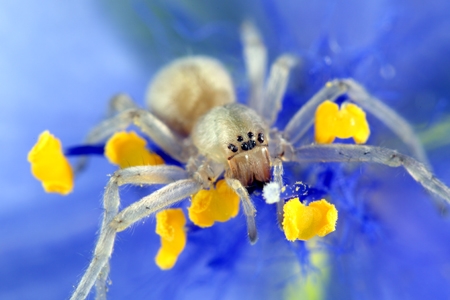 A yellow sac spider.