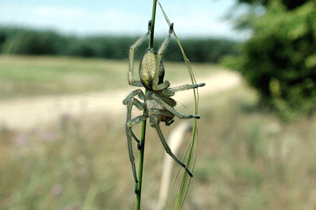 A yellow sac spider.