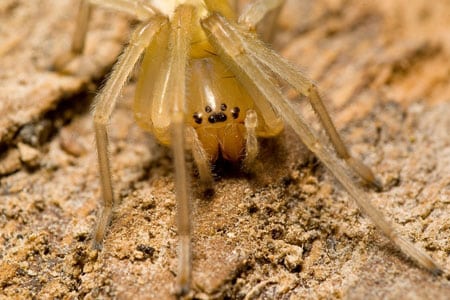 A yellow sac spider